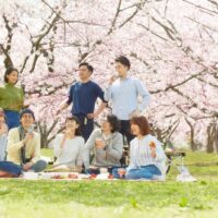 取手市・土浦市で春に増える浮気のきっかけ　花見が不倫につながることも
