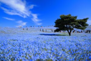 ひたち海浜公園のネモフィラは、この時期の“定番不倫デートスポット”